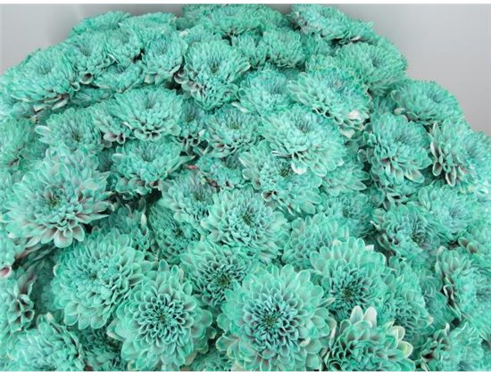 Marjetka T Altaj Bubbelicious c857