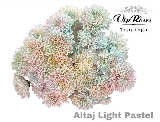 Marjetka T Altaj Light Pastel c866