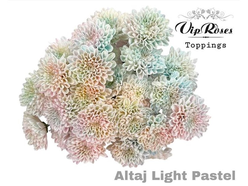 Marjetka T Altaj Light Pastel c866