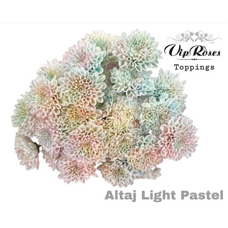 Marjetka T Altaj Light Pastel c866