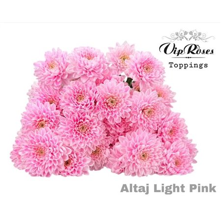 Marjetka T Altaj Light Pink c867