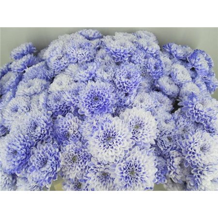 Marjetka T Altaj Pastel Lilac c872