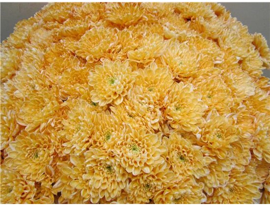 Marjetka T Altaj Pastel Orange c873
