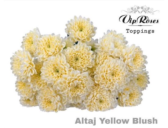 Marjetka T Altaj Yellow Blush c880
