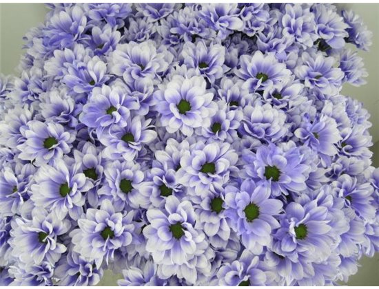 Marjetka T Bacardi Pastel Lilac c892