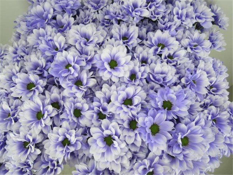 Marjetka T Bacardi Pastel Lilac c892