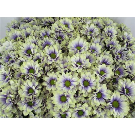 Marjetka T Bacardi Purple Fresh c894