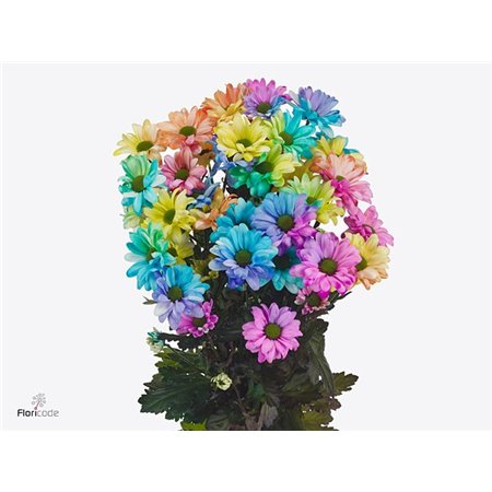 Marjetka T Chic Rainbow c910