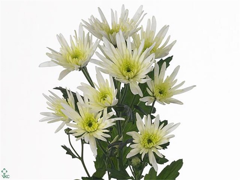 Marjetka T Delian White c914