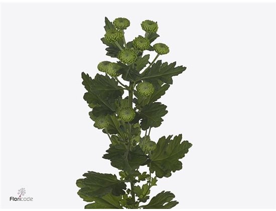 Marjetka T Deligreen c916