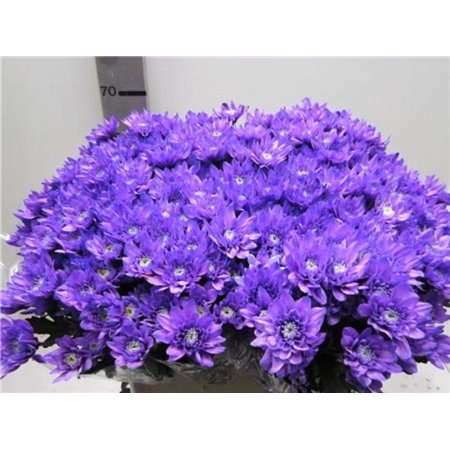 Marjetka T Euro Pale Milka c925