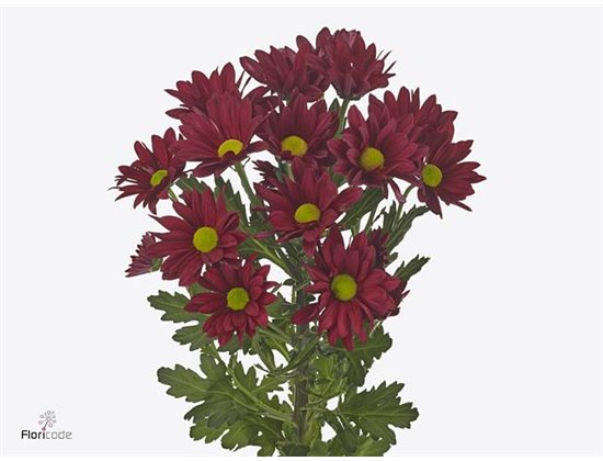 Marjetka T Ruby Star c957