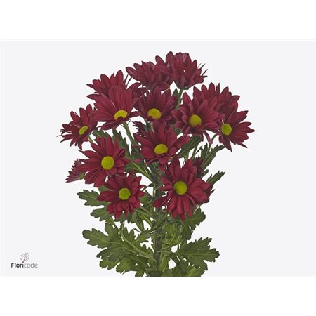 Marjetka T Ruby Star c957