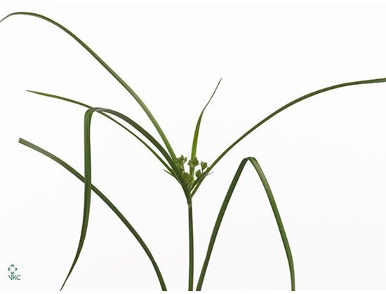 Cymbidium T Mixed c1021