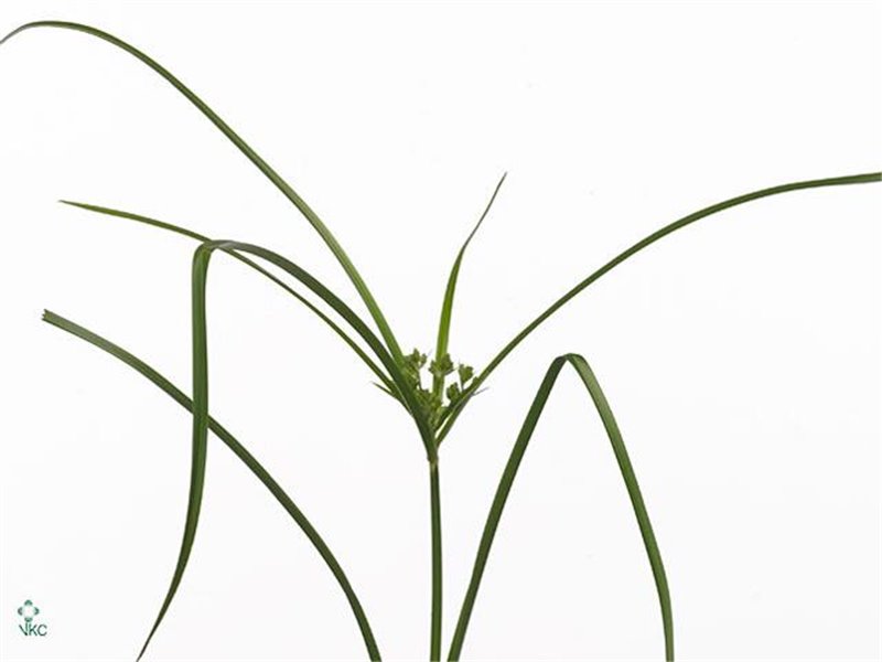 Cymbidium T Mixed c1021