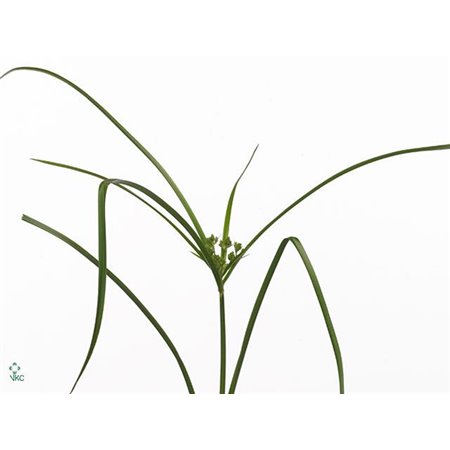Cymbidium T Mixed c1021