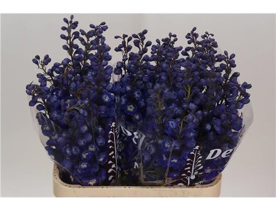 Delphinium Du Dew Dark Blue Smile c1155