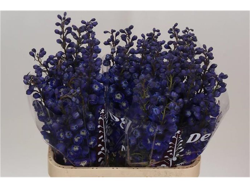 Delphinium Du Dew Dark Blue Smile c1155