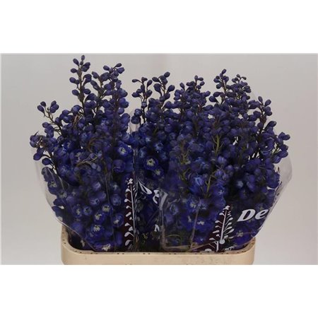 Delphinium Du Dew Dark Blue Smile c1155