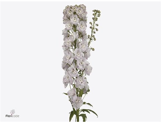 Delphinium Du Dew Pink Spijker c1156