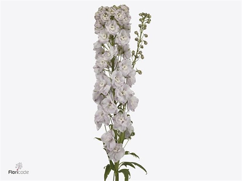 Delphinium Du Dew Pink Spijker c1156