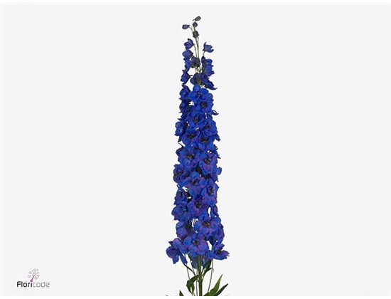 Delphinium Du Ki Fl Blue c1157