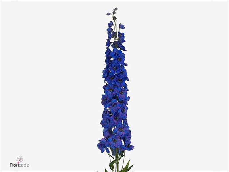 Delphinium Du Ki Fl Blue c1157