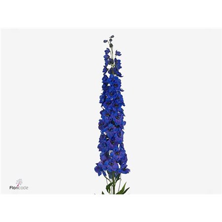 Delphinium Du Ki Fl Blue c1157