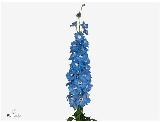 Delphinium Du Ki Fl Blue c1158