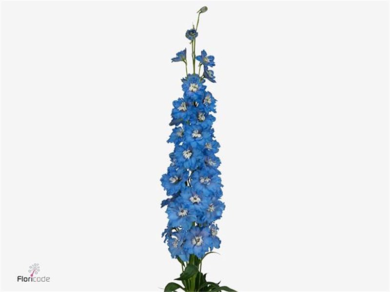 Delphinium Du Ki Fl Blue c1158