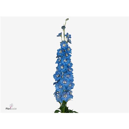 Delphinium Du Ki Oce Blue c1159