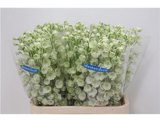 Delphinium Du Kissi White Kermit c1160