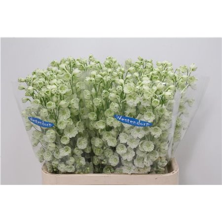 Delphinium Du Kissi White Kermit c1160