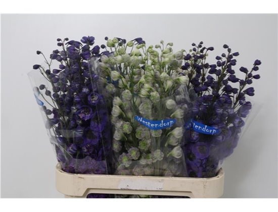 Delphinium Du Mixed c1161