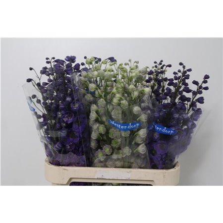 Delphinium Du Mixed c1161