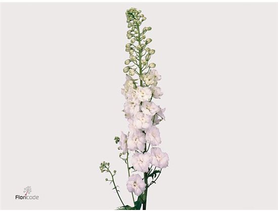 Delphinium El Centurion White c1162