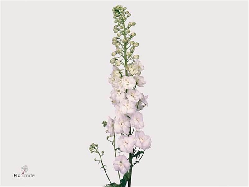 Delphinium El Centurion White c1162