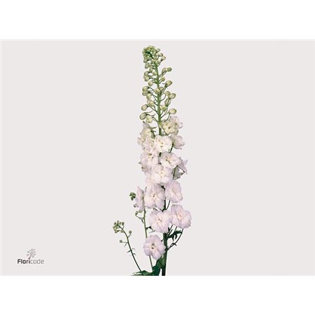 Delphinium El Centurion White c1162