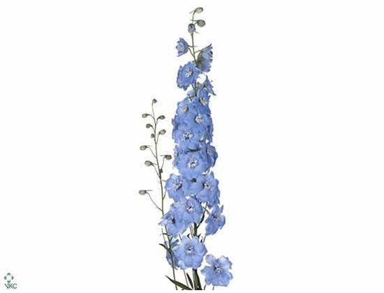 Delphinium El Centurion White c1163
