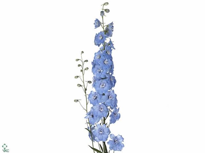 Delphinium El Centurion White c1163