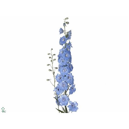 Delphinium El Dewi Boy c1165