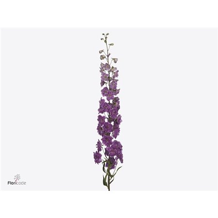 Delphinium El Dewi Boy c1166