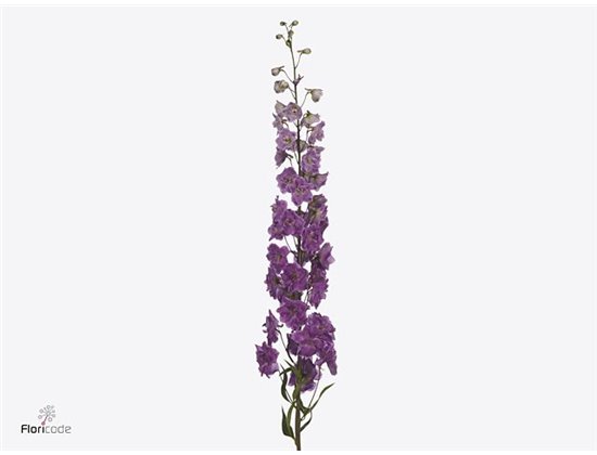 Delphinium Magenta Mojo c1167