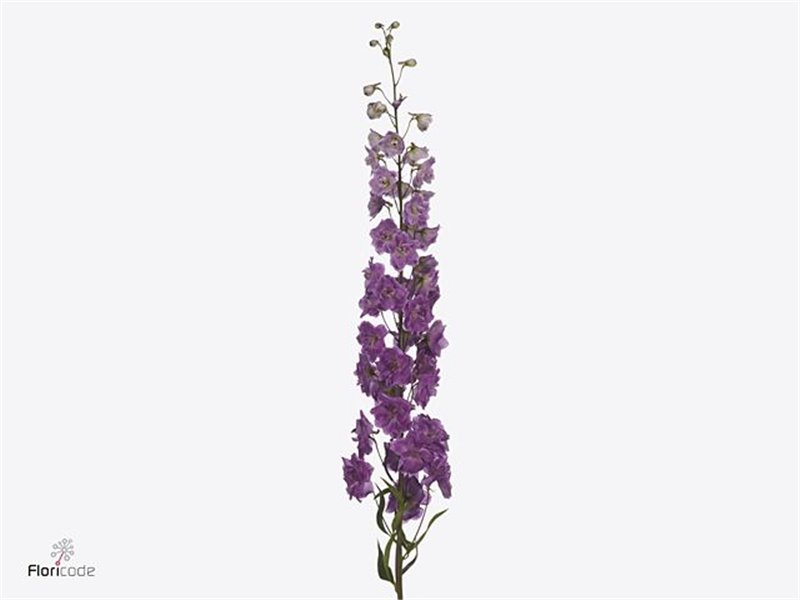 Delphinium Magenta Mojo c1167