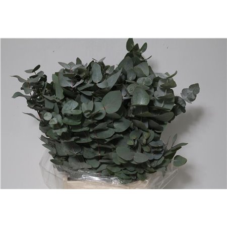 Evkaliptus Cinerea 150 Gr. Short (p. bunch) c1414