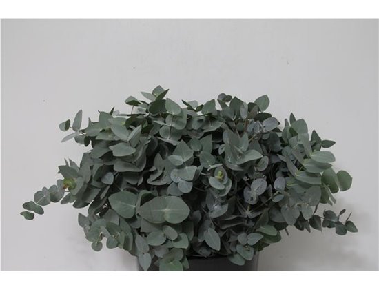 Evkaliptus Cinerea 200gr Short (p. bunch) c1415