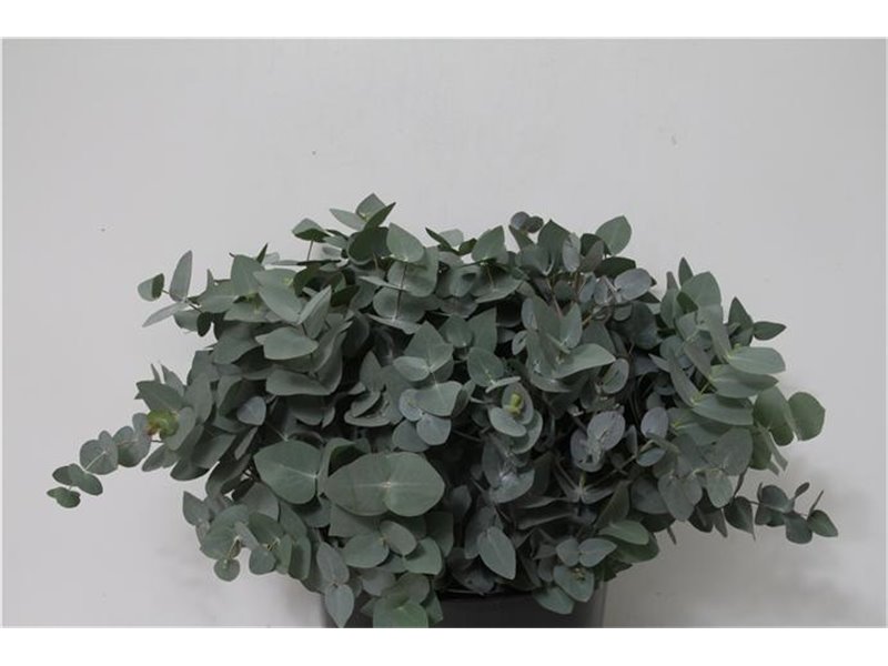 Evkaliptus Cinerea 200gr Short (p. bunch) c1415