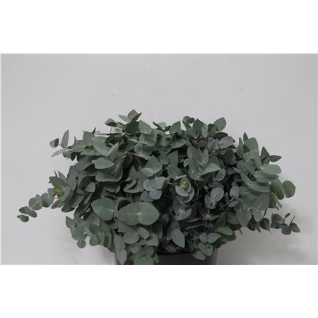 Evkaliptus Cinerea 200gr Short (p. bunch) c1415