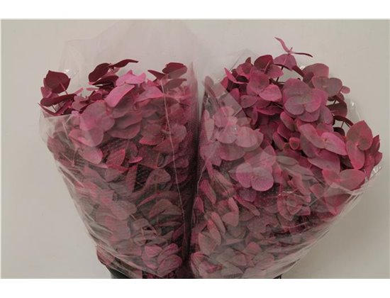 Evkaliptus Cinerea Col. Pink (p. bunch) c1433