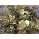 Evkaliptus Cinerea Gold c1441